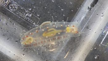 Media type: image;   Invertebrate Zoology 153394 Description: Live specimen.;